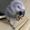 African Grey Parrot For Sale