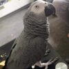 African Grey Parrots For Sale