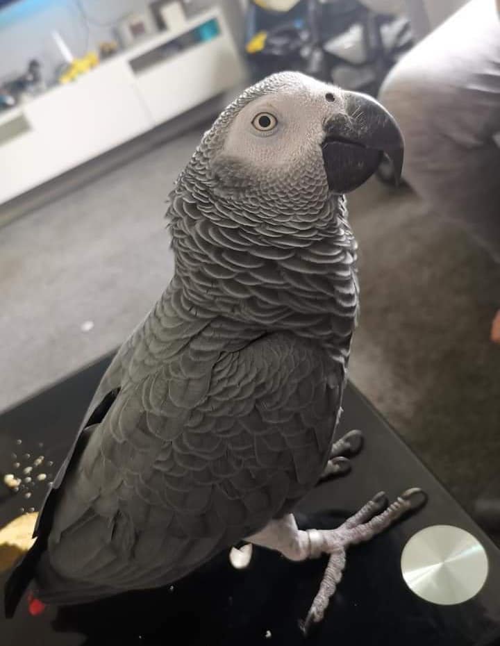 African Grey Parrots For Sale