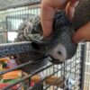 African Grey Parrot For Sale