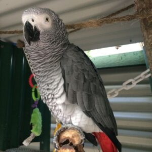 African Grey Parrot For Sale​