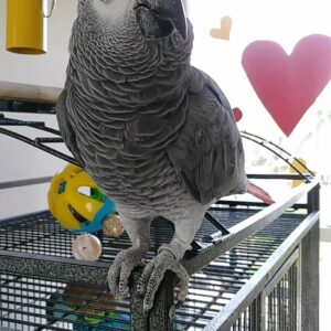 African Grey Parrot For Sale​