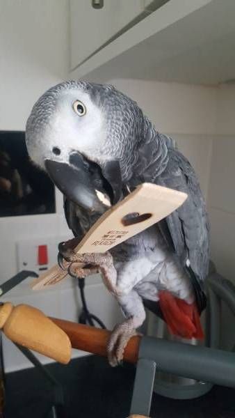 African Grey Parrot To Buy.. African Grey Parrots For Sale