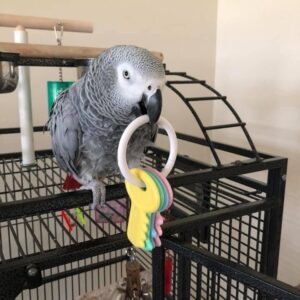 African Grey Parrots For Sale
