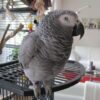 African Grey Parrots For Sale