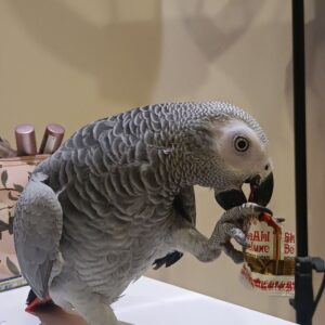 African Grey Parrots For Sale