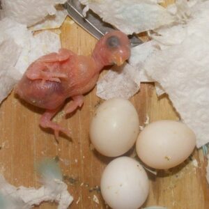 Amazon Parrot Eggs For Sale