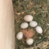 Amazon Parrot Eggs For Sale