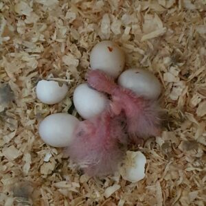Amazon Parrot Eggs For Sale
