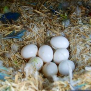 Amazon Parrot Eggs For Sale