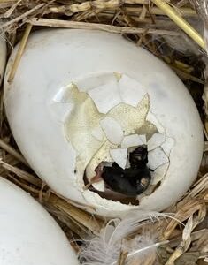 Black Palm Cockatoo Eggs For Sale​