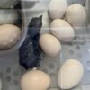 Black Palm Cockatoo Eggs For Sale​