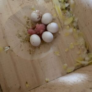 Black Palm Cockatoo Eggs For Sale​