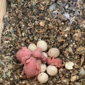 Black Palm Cockatoo Eggs For Sale​