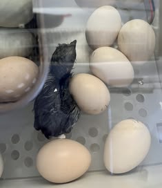 Black Palm Cockatoo Eggs For Sale​