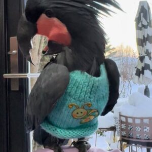Black Palm Cockatoo For Sale