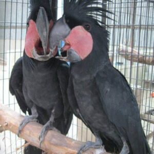 Black Palm Cockatoo For Sale