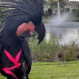 Black Palm Cockatoo For Sale