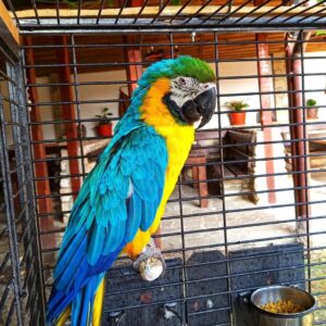 Blue And Gold Macaw Parrots For Sale​