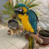 Blue And Gold Macaw Parrots For Sale​