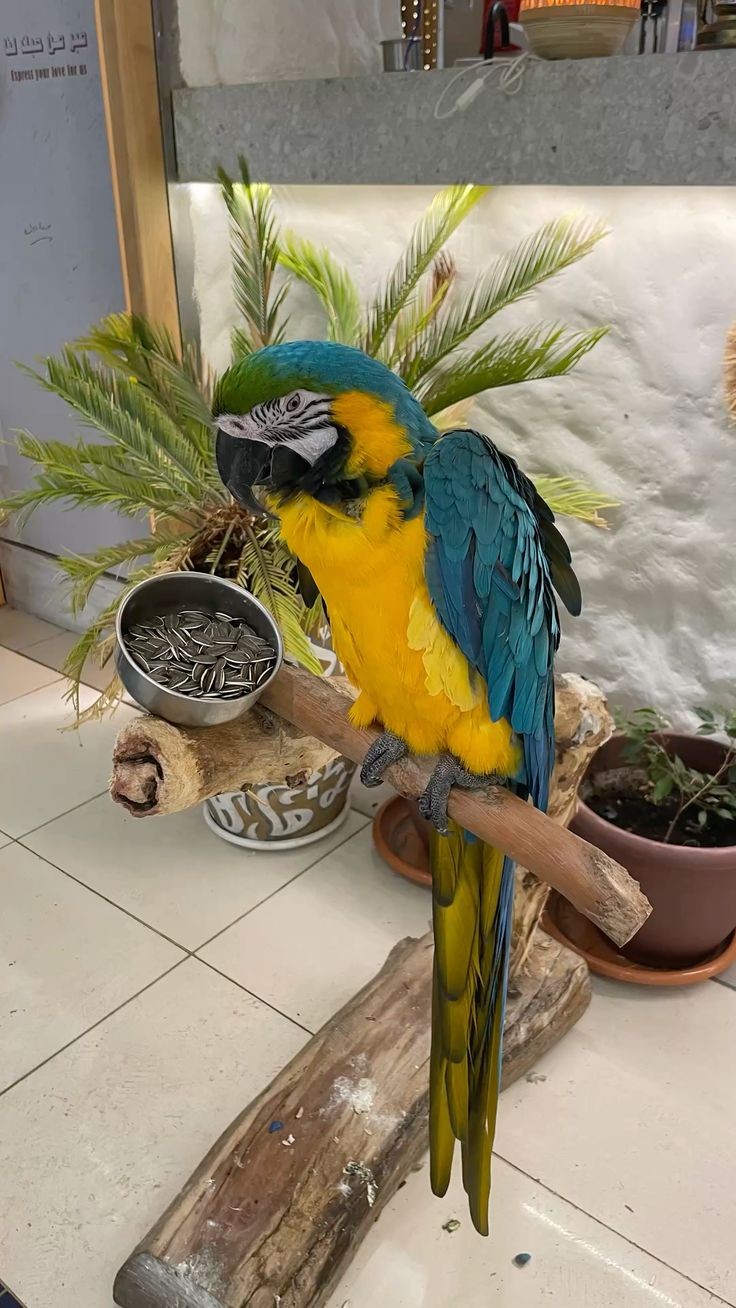 Blue And Gold Macaw Parrots For Sale​