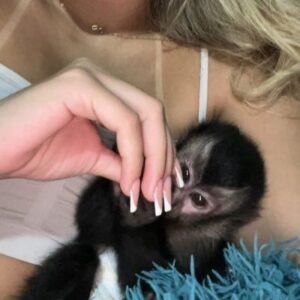 Capuchin For Sale​