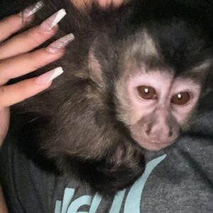 Capuchin For Sale