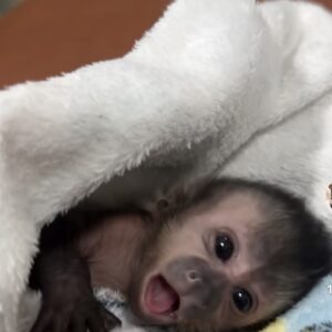    Capuchin Monkey Pet For Sale