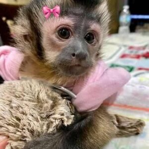 Capuchin Monkey Pet For Sale
