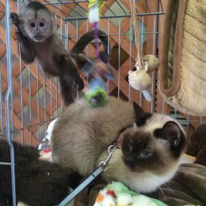 Capuchin Monkey Sale