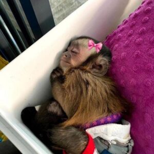 Capuchin Monkey Sale