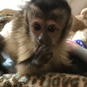 Capuchin Monkey Sale