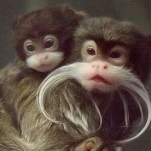 Emperor Tamarin Monkey For Sale​