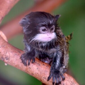 Emperor Tamarin Monkey For Sale​