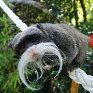 Emperor Tamarin Monkey For Sale​