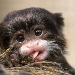 Emperor Tamarin For Sale