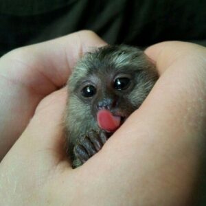 Finger Monkey For Sale​