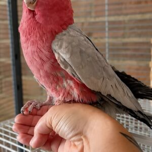 Galah Cockatoo For Sale