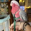 Galah Cockatoo For Sale