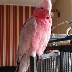 Galah Cockatoo For Sale