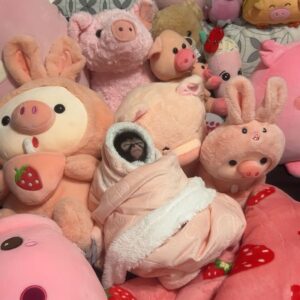 Long Tailed Macaque For Sale