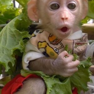 Long Tailed Macaque For Sale