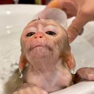 Long Tailed Macaque For Sale