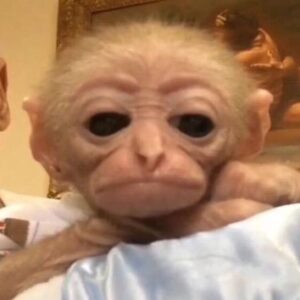Macaque Monkey Pet For Sale