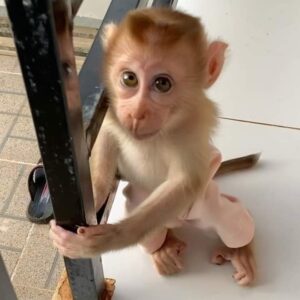 Macaque Monkey Pet For Sale