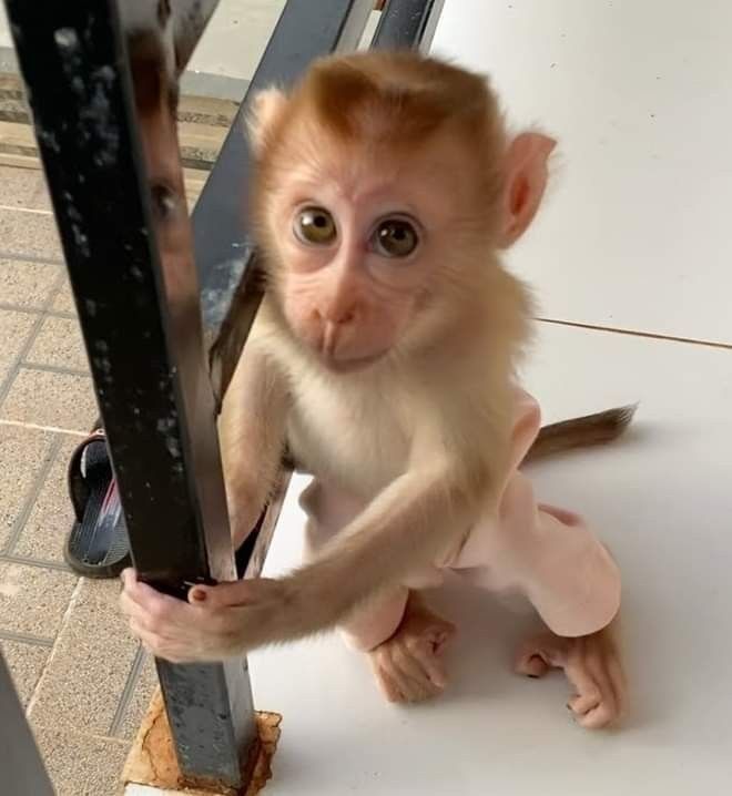 Macaque Monkey Pet For Sale Macaque Monkey Pet For Sale