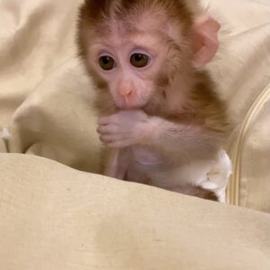 Macaque Monkey​ For Sale​
