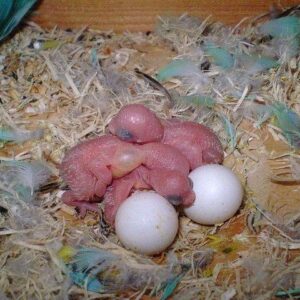 Macaw Hatching Eggs For Sale