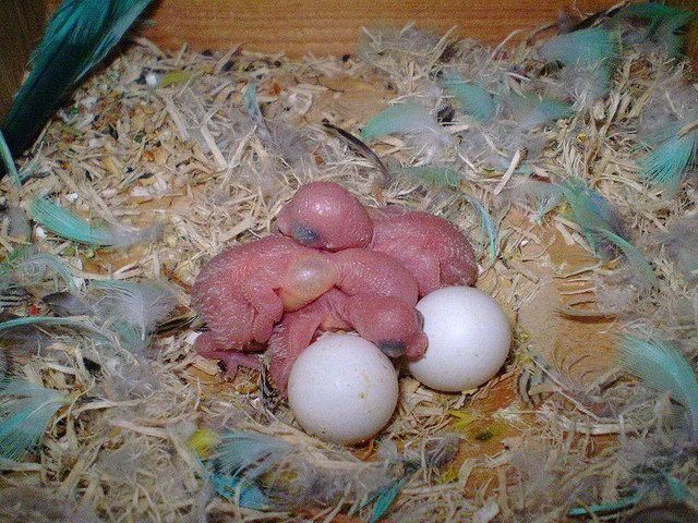 Macaw Hatching Eggs For Sale.. Macaw Hatching Eggs For Sale