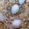 Macaw Hatching Eggs For Sale